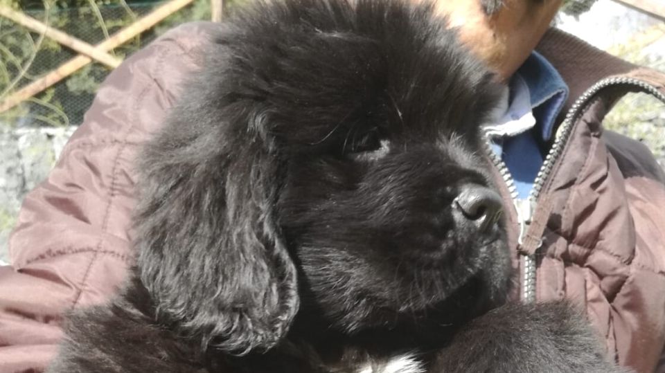 Vendita Cuccioli di Terranova