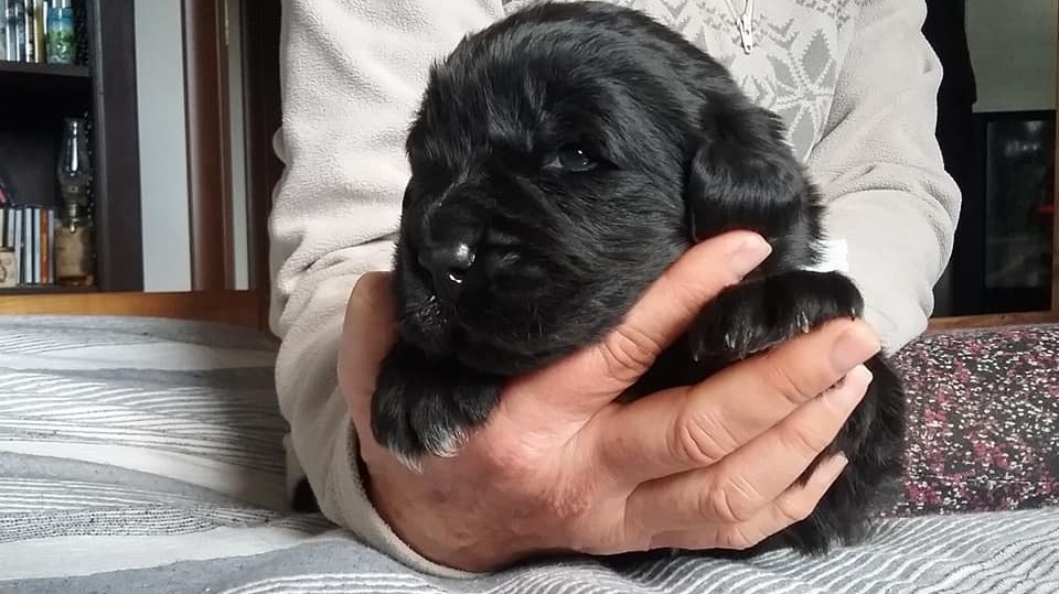 Cuccioli di Terranova in vendita