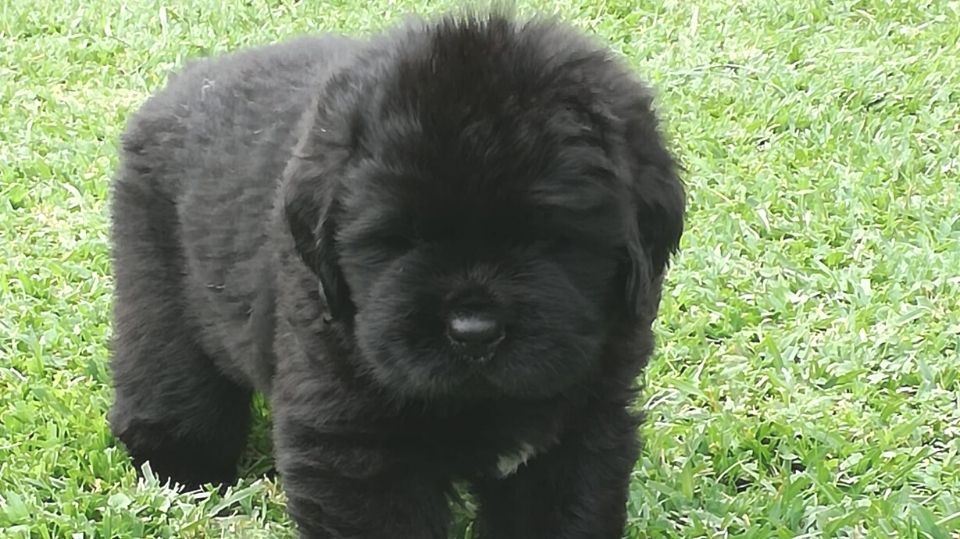 Vendita Cuccioli di Terranova