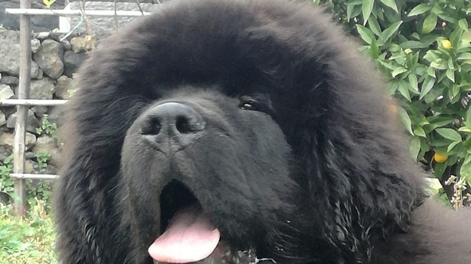 Vendita Cuccioli di Terranova