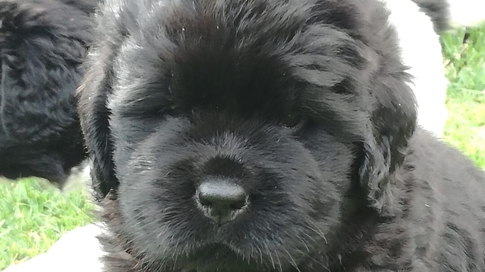 Vendita Cuccioli di Terranova