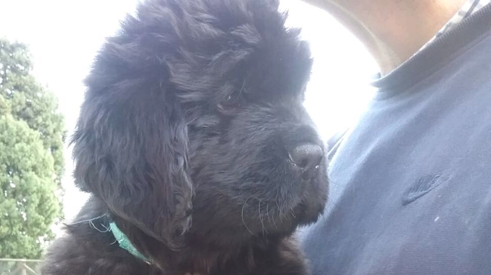 Vendita Cuccioli di Terranova
