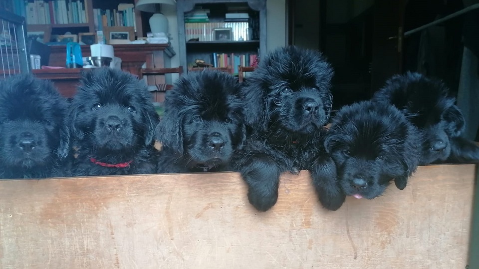 Cuccioli di Terranova in vendita