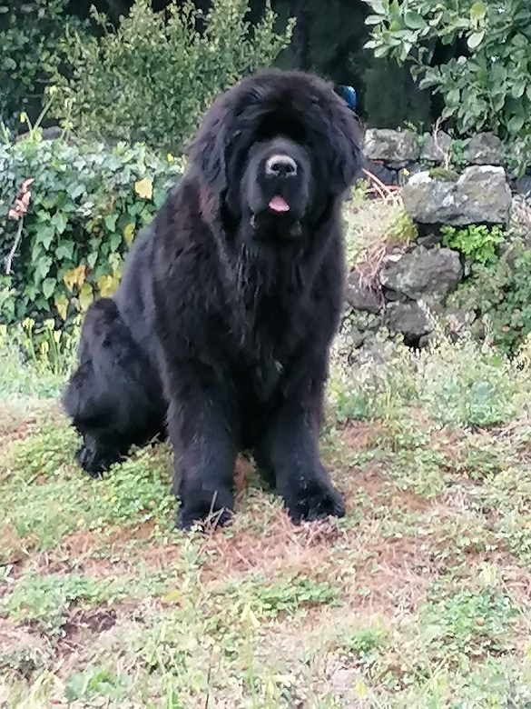 Cane Terranova Marta mamma dei cuccioli
