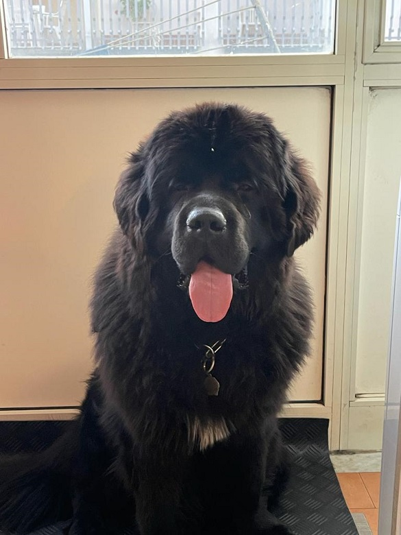 Cane Terranova Yo Yo papà dei cuccioli